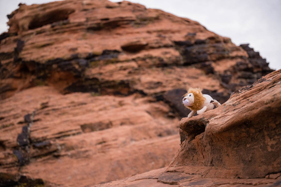 Big Five of Africa - Lion