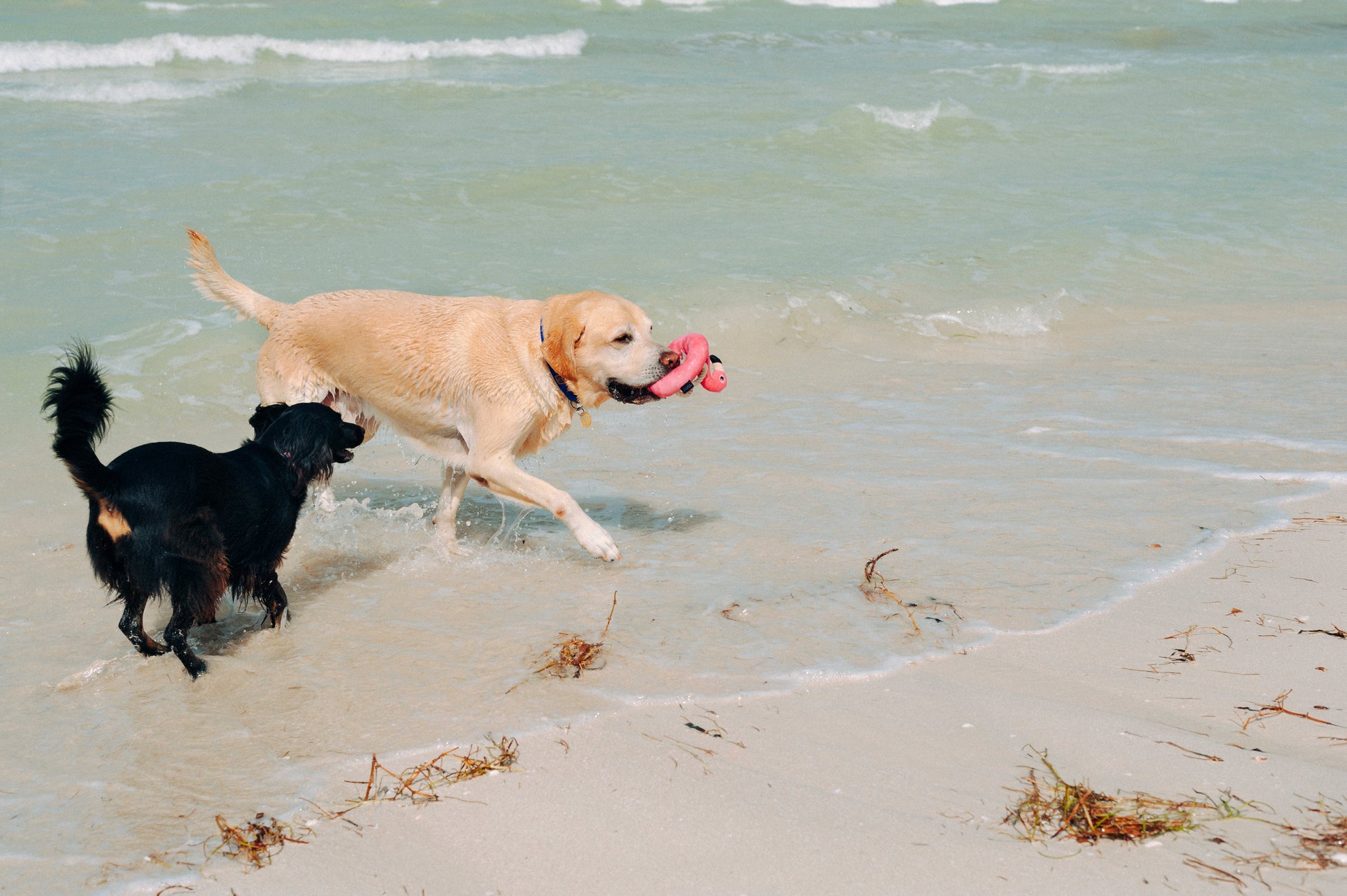 Tropical Paradise Flamingo Float
