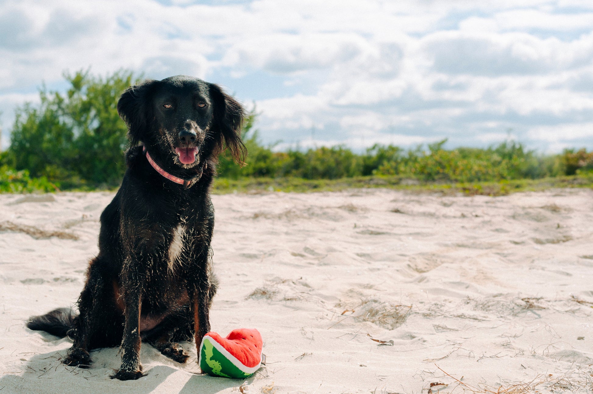 Tropical Paradise Wagging Watermelon