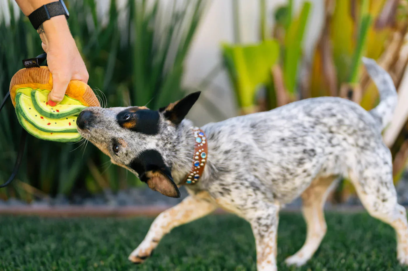 Barking Brunch (Mini) Avocado Toast XS  - Dog Toys