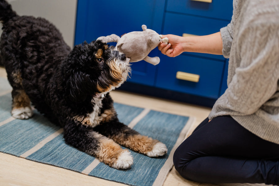 Big Five of Africa - Rhino