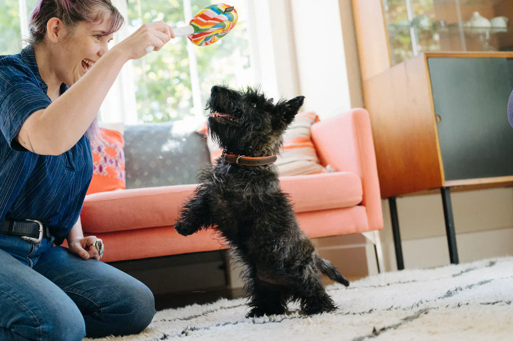 Snack Attack (Mini) Lollipop XS  - Dog Toys