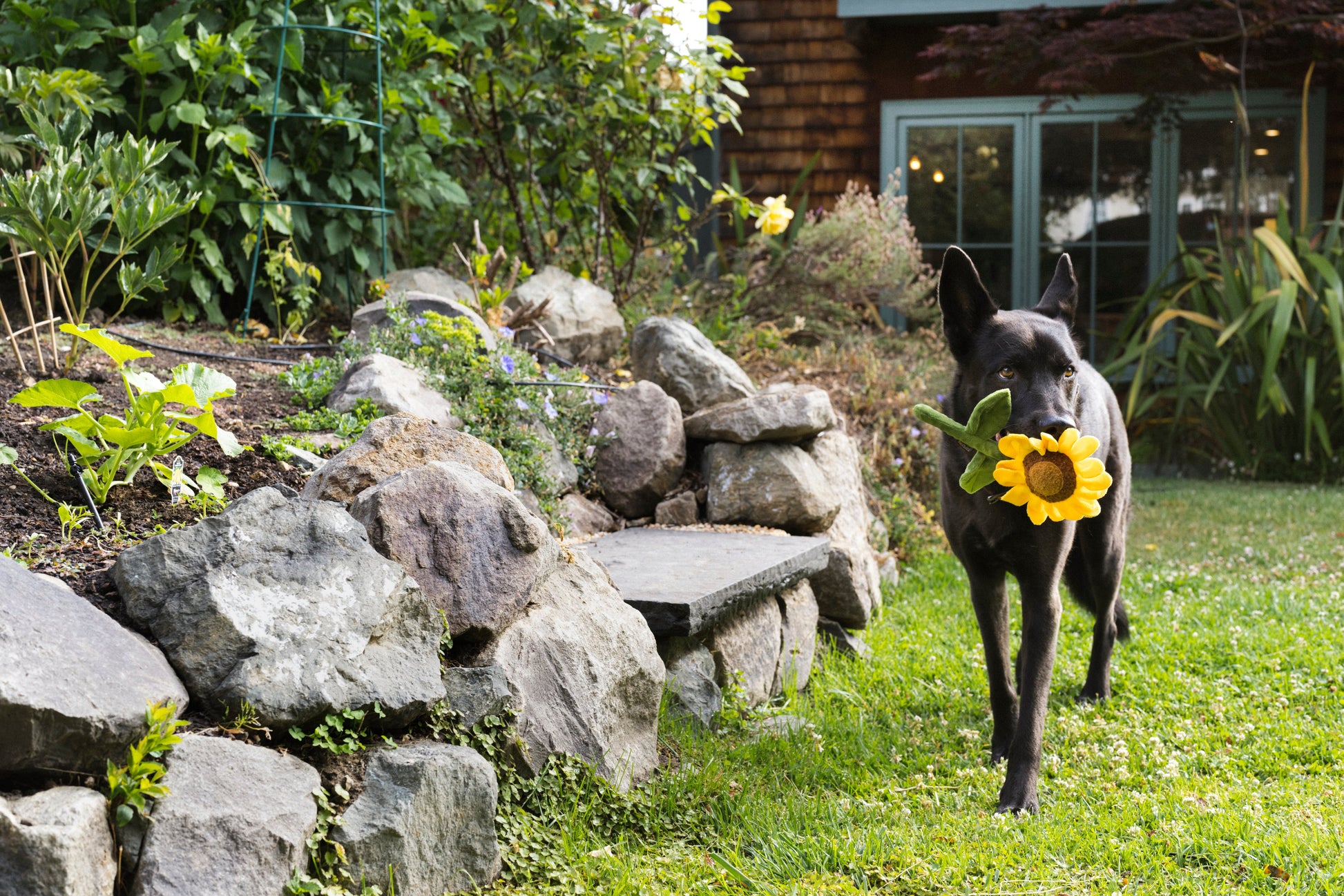 Blooming Buddies Sassy Sunflower