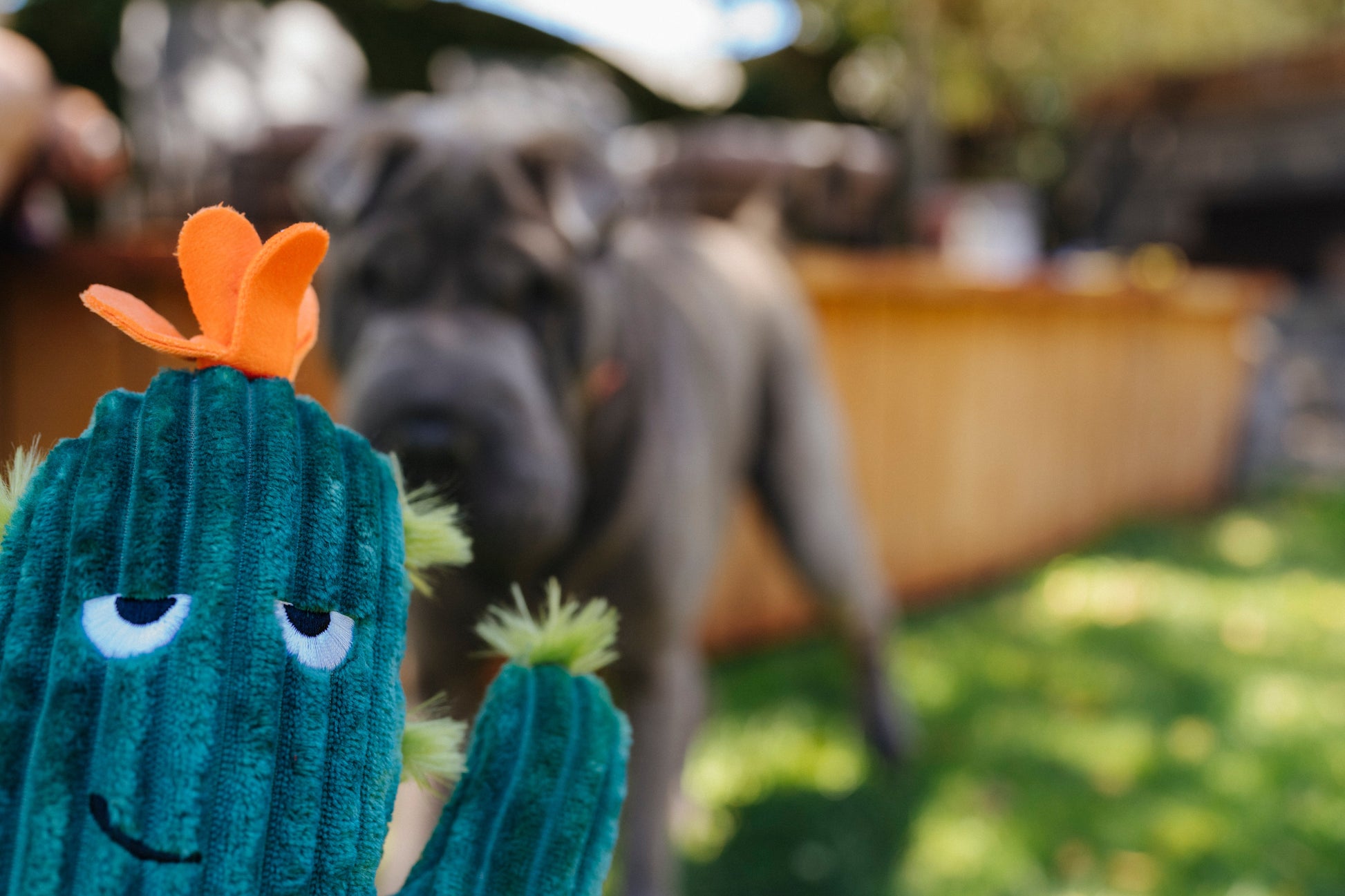 Blooming Buddies Prickly Pup Cactus