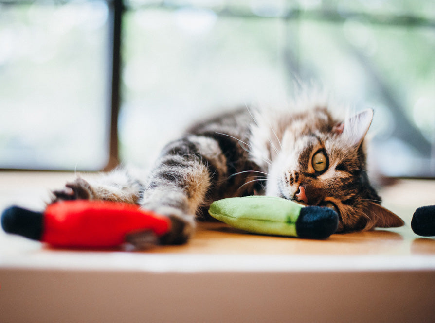 Feline Frenzy Christmas Lights Cat Toy Set of 3