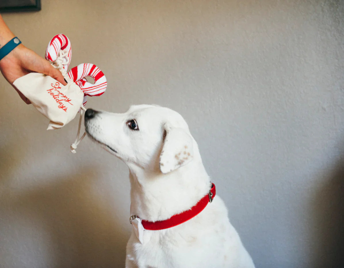 Holiday Classic Candy Canes - Christmas - PET P.L.A.Y