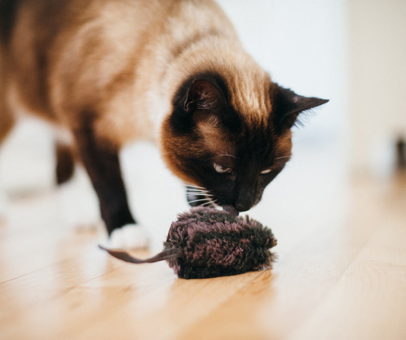 Feline Frenzy Mice Cat Toy Set of 2