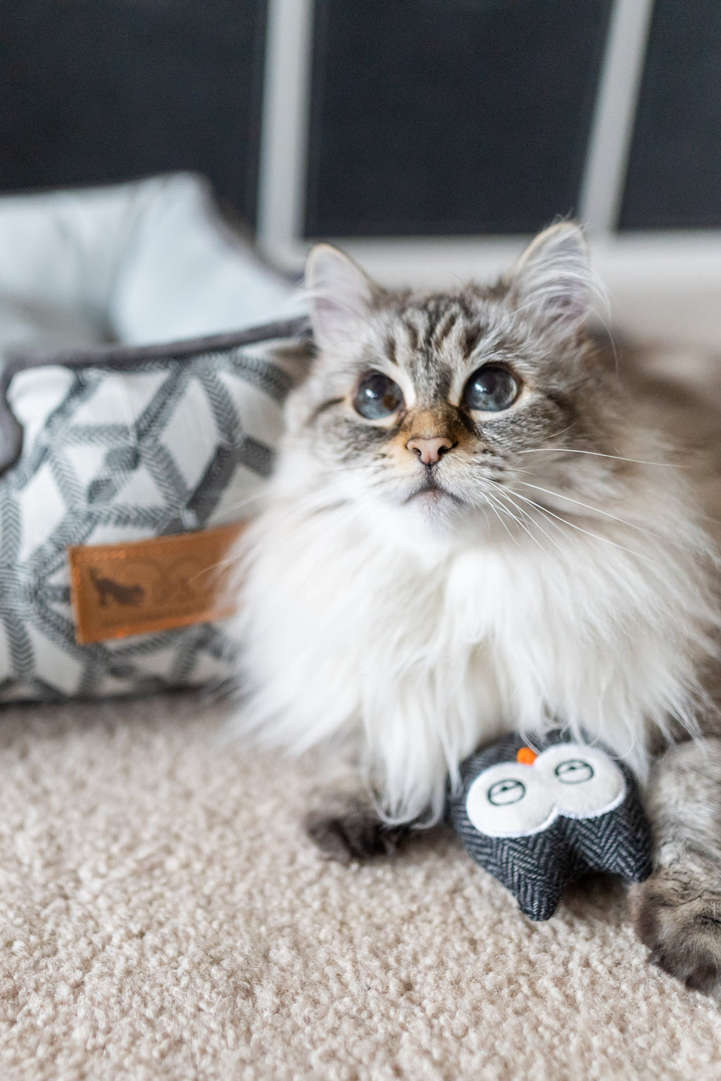 Feline Frenzy Hooti-ful Owls