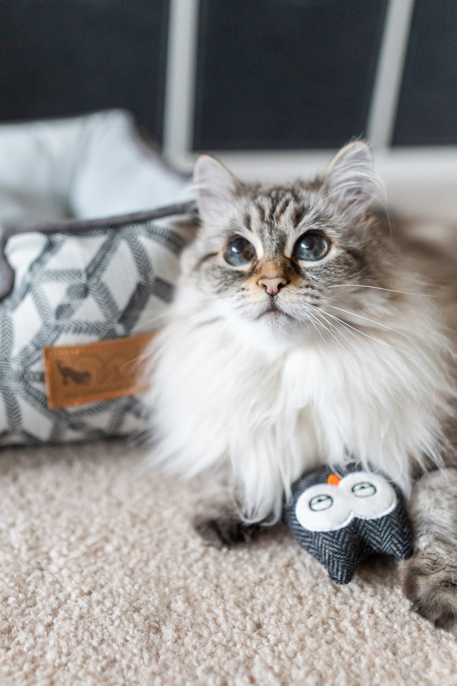 Feline Frenzy Hooti-ful Owls