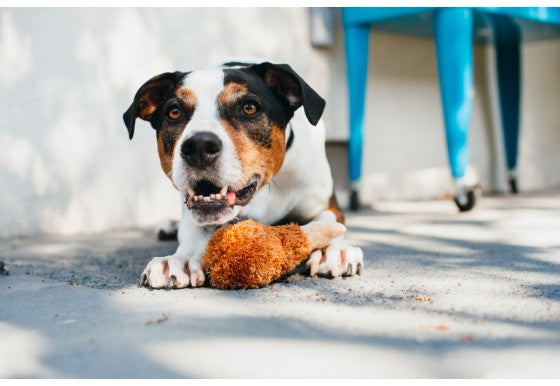 Fried Chicken Plush Dog Toy