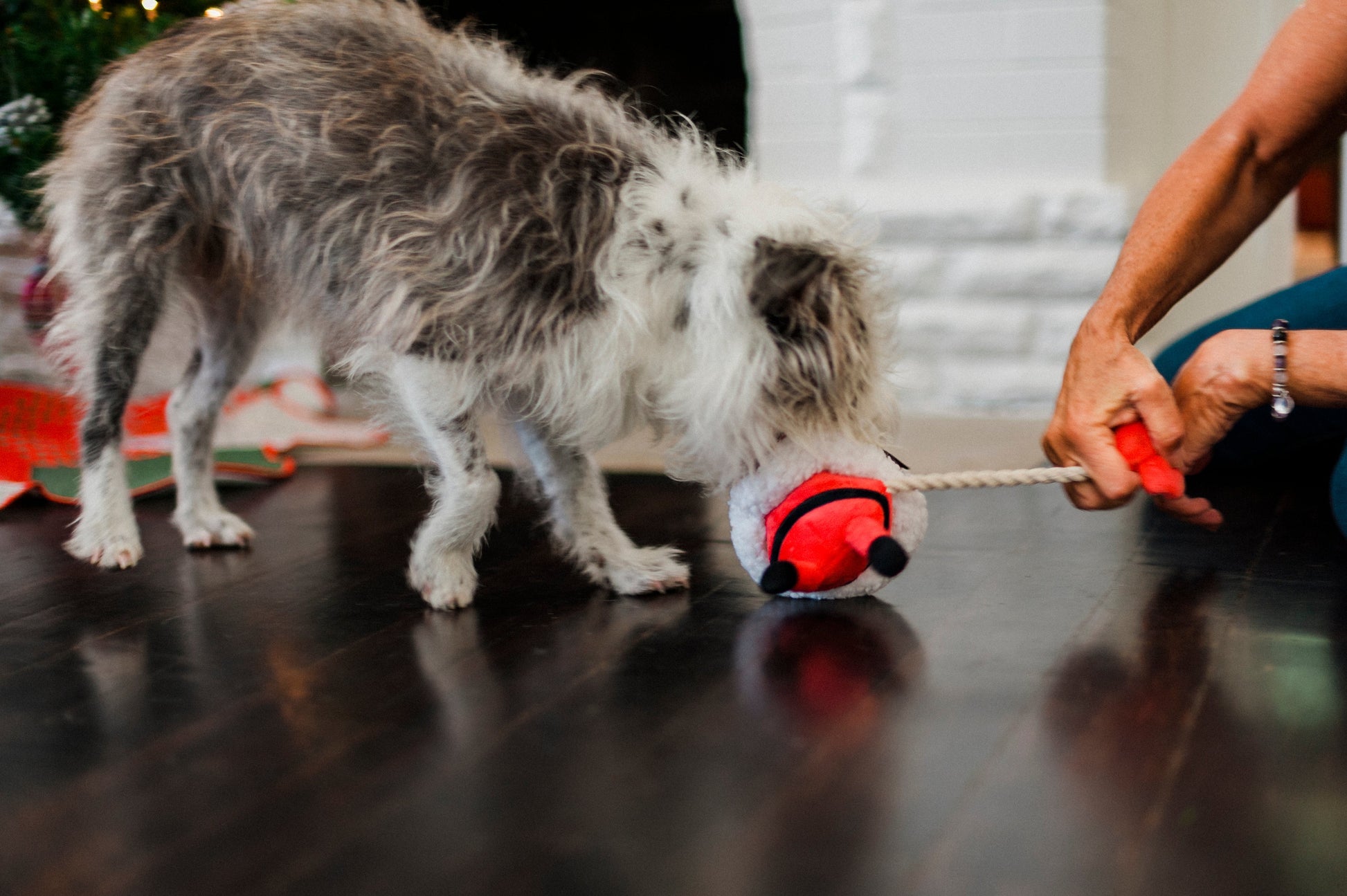 Merry Woofmas Clumsy Santa