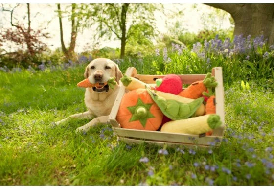 Garden Fresh Carrot