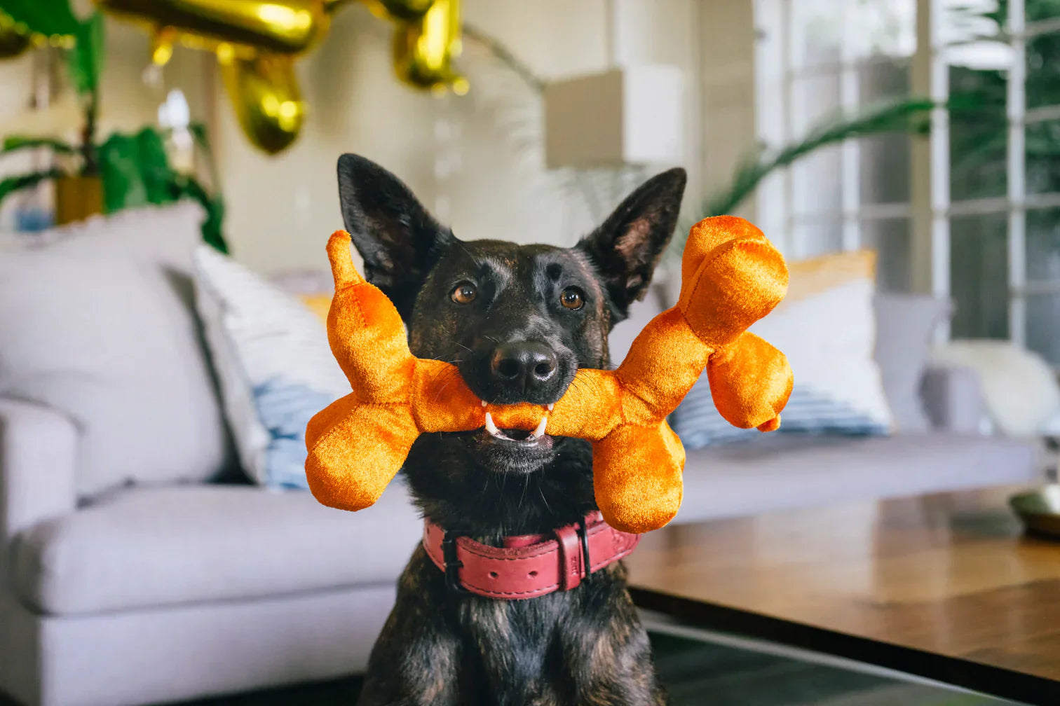 Party Animal - Balloon Dog Buddy - Dog Toys