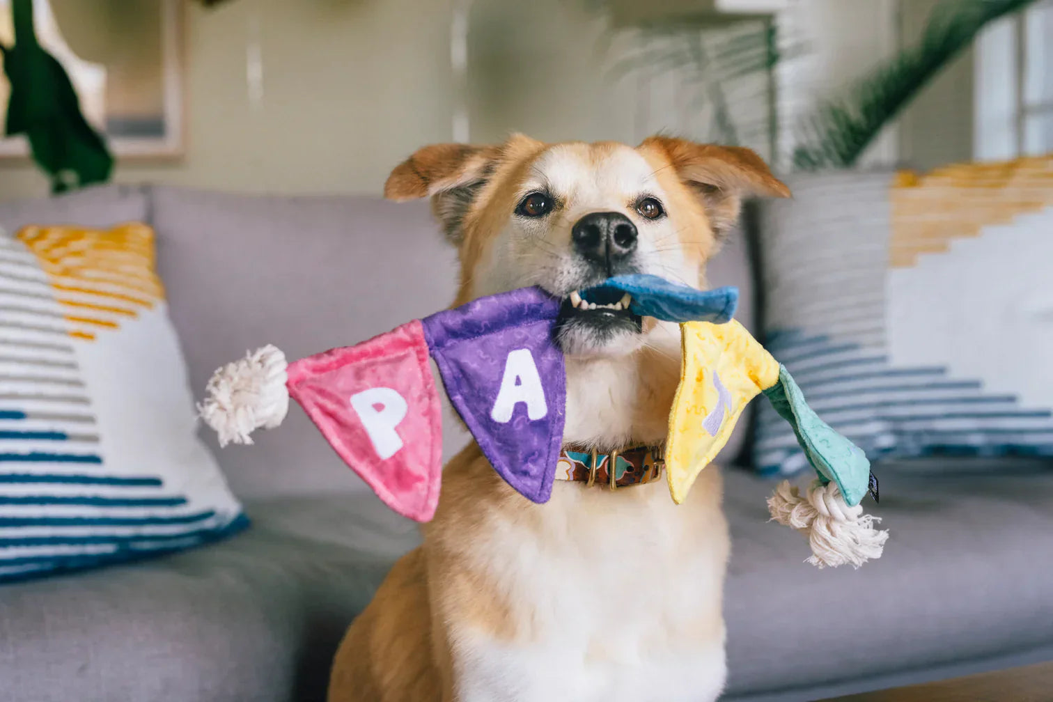 Party Animal - Party Flag - Dog Toys