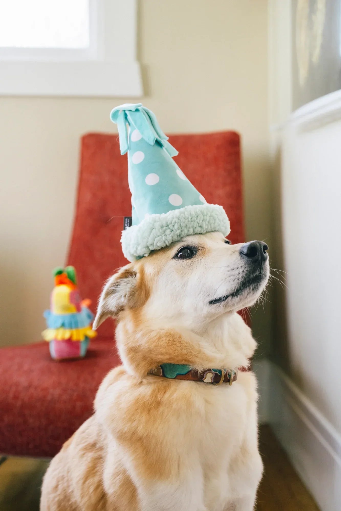 Party Animal - Yappy Party Hat  - Dog Toys