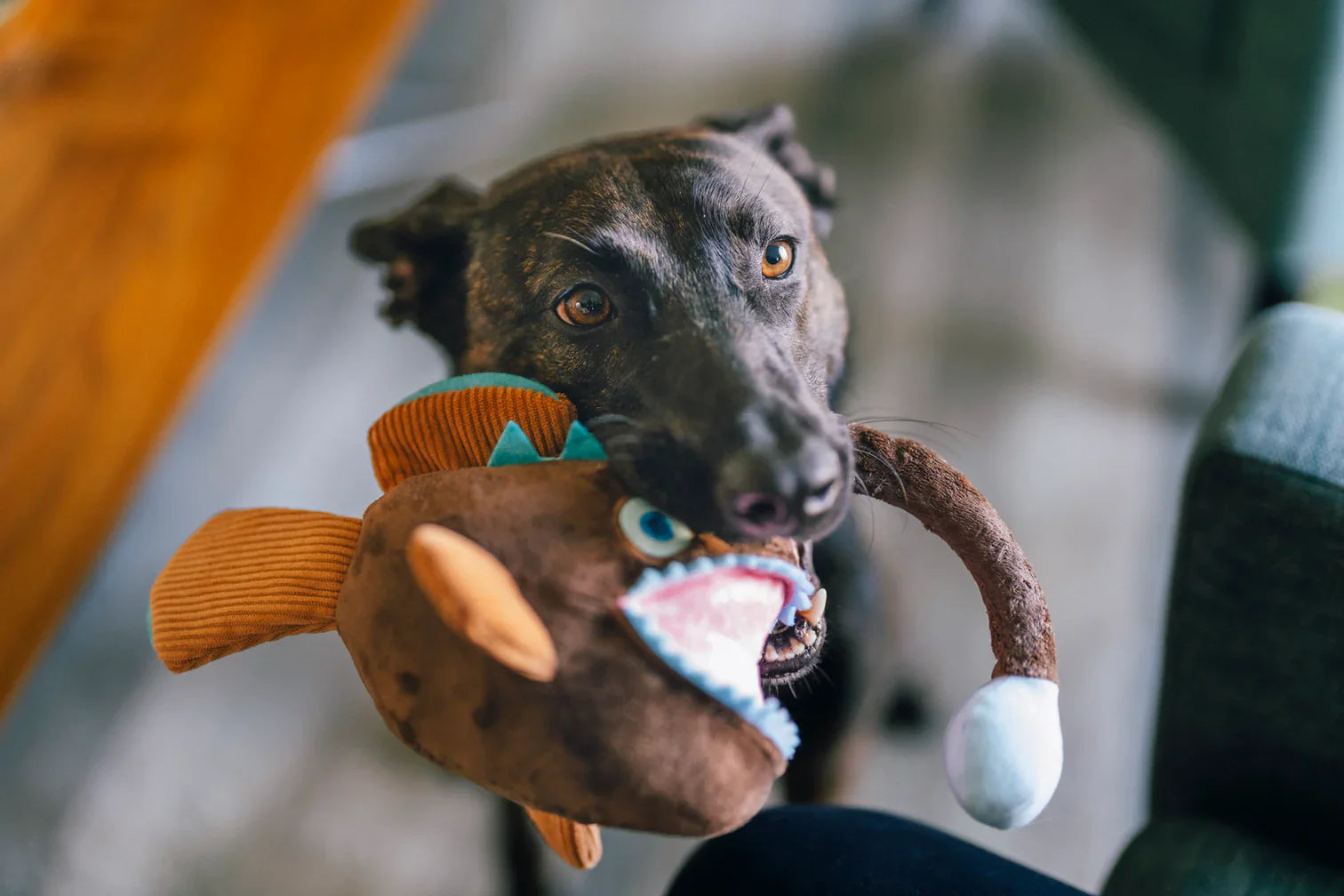 Ocean Buddies - Deep Sea Anglerfish - Dog Toys