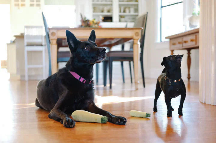 Garden Fresh Zucchini - Dog Toys