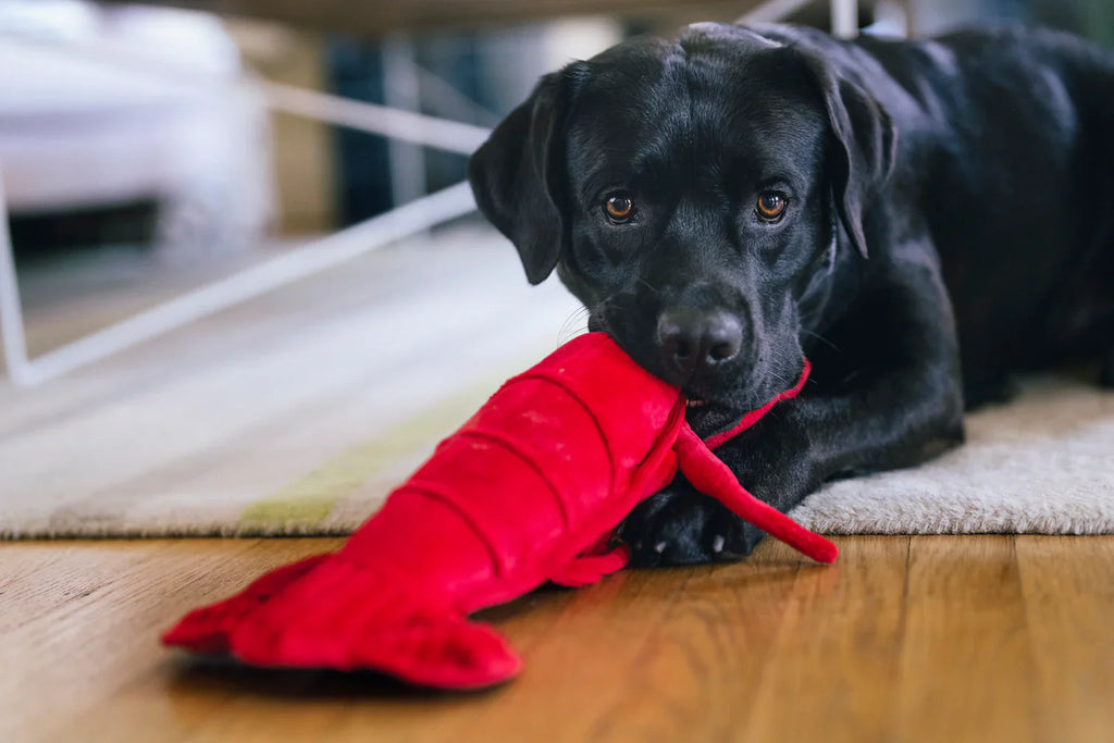 Ocean Buddies - Lobster  - Dog Toys