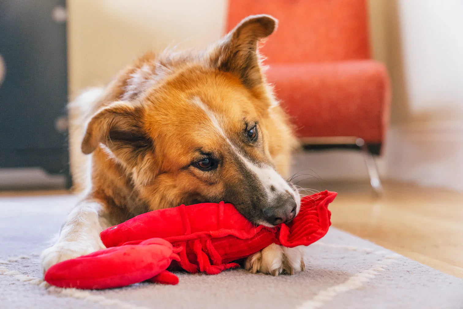 Ocean Buddies - Lobster  - Dog Toys