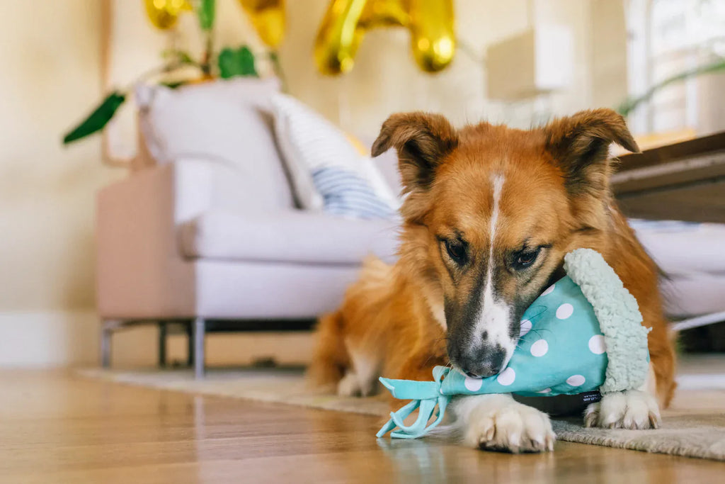 Party Animal - Yappy Party Hat  - Dog Toys