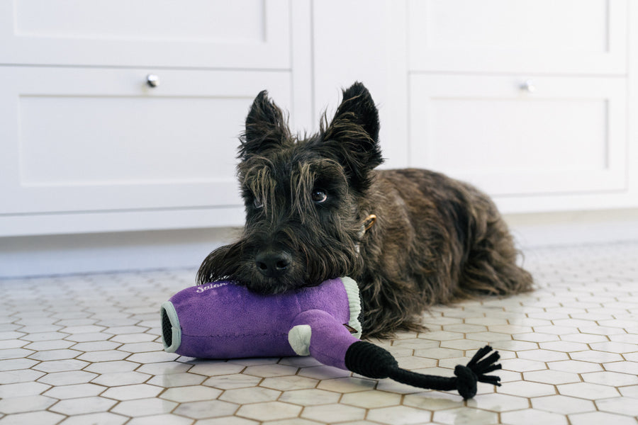 Splish Splash - Howlin' Hair Dryer