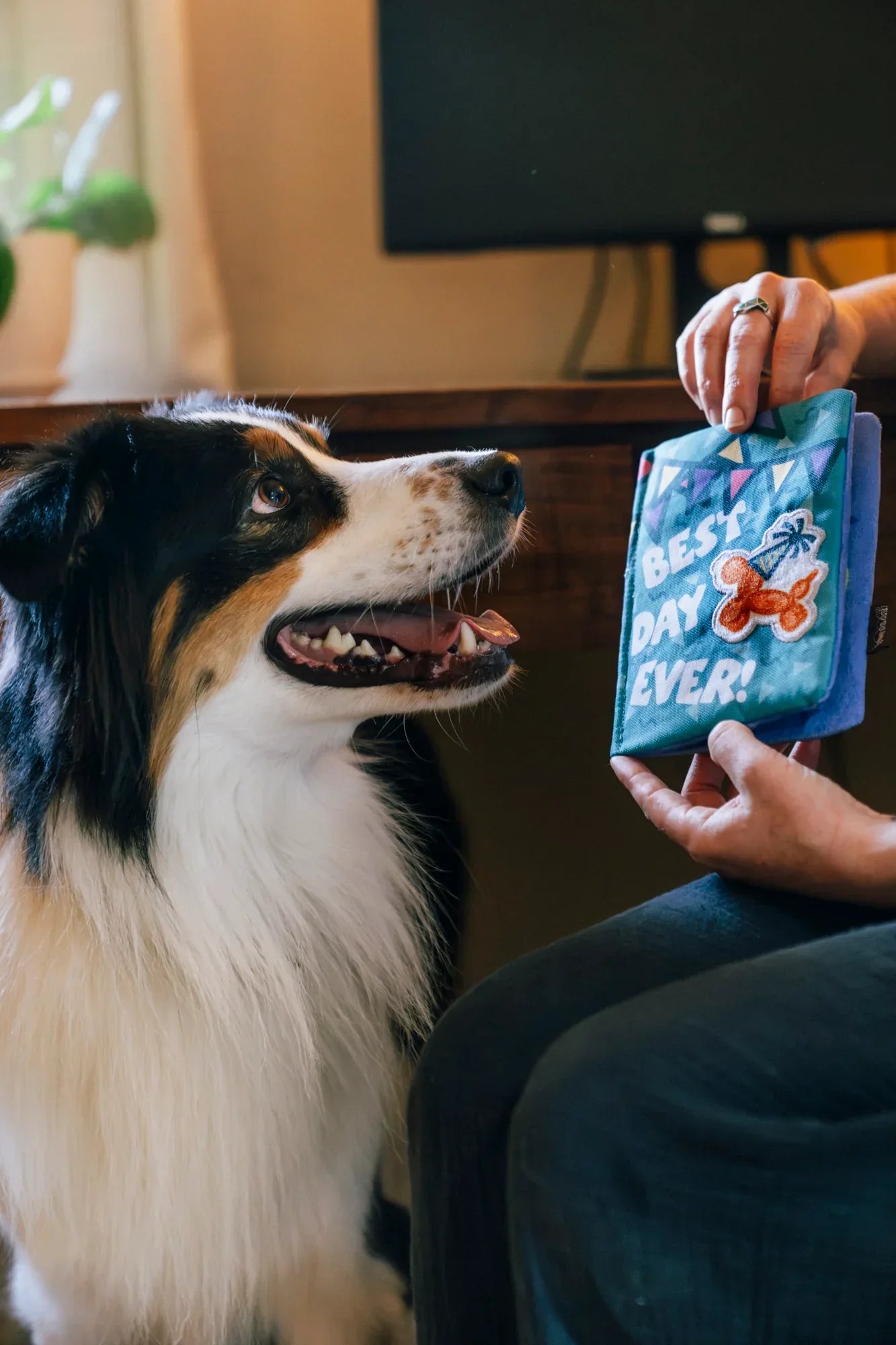 Party Animal - Birthday Card Barkday Wishes - Dog Toys