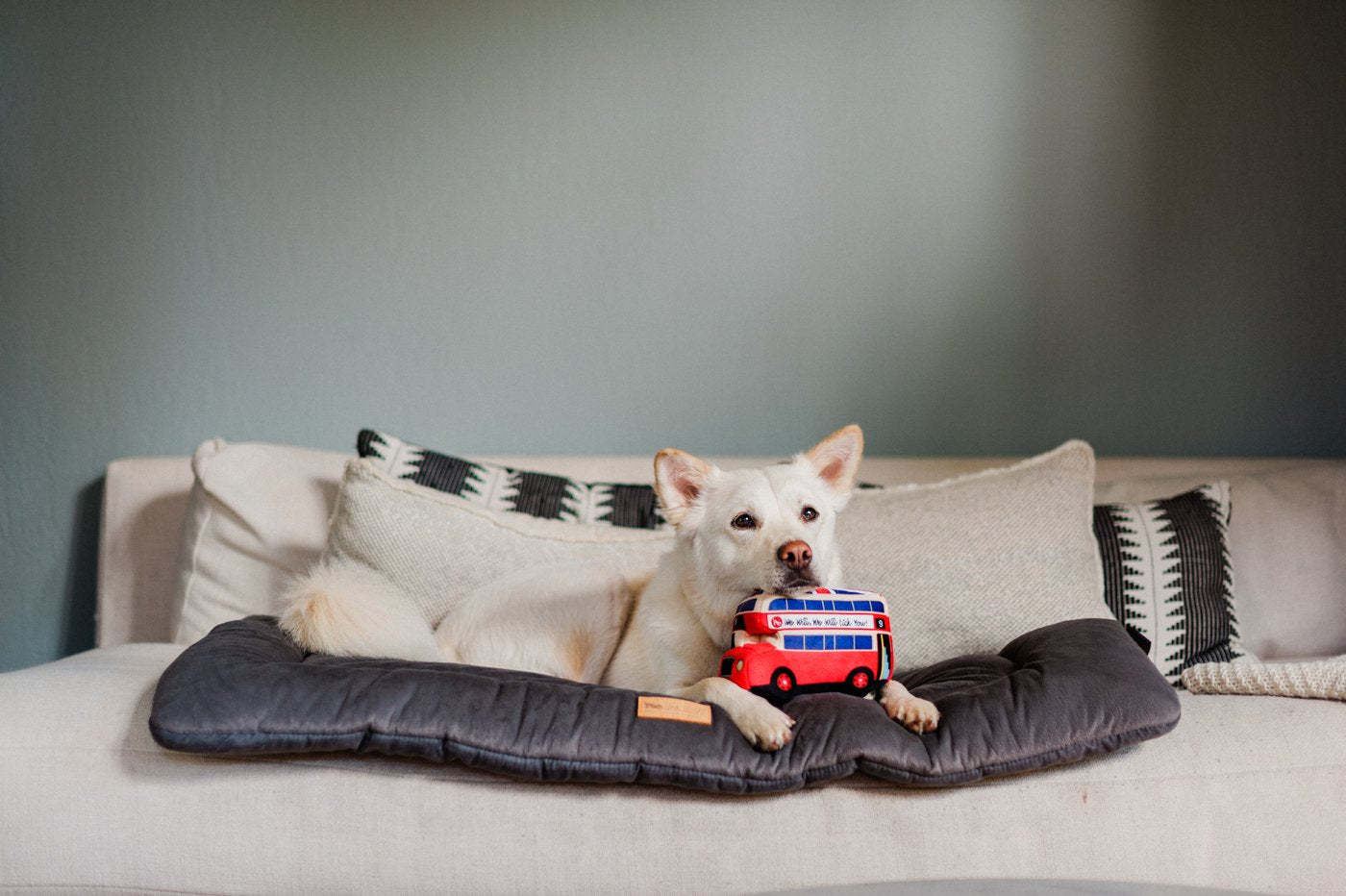 Canine Commute London Bus