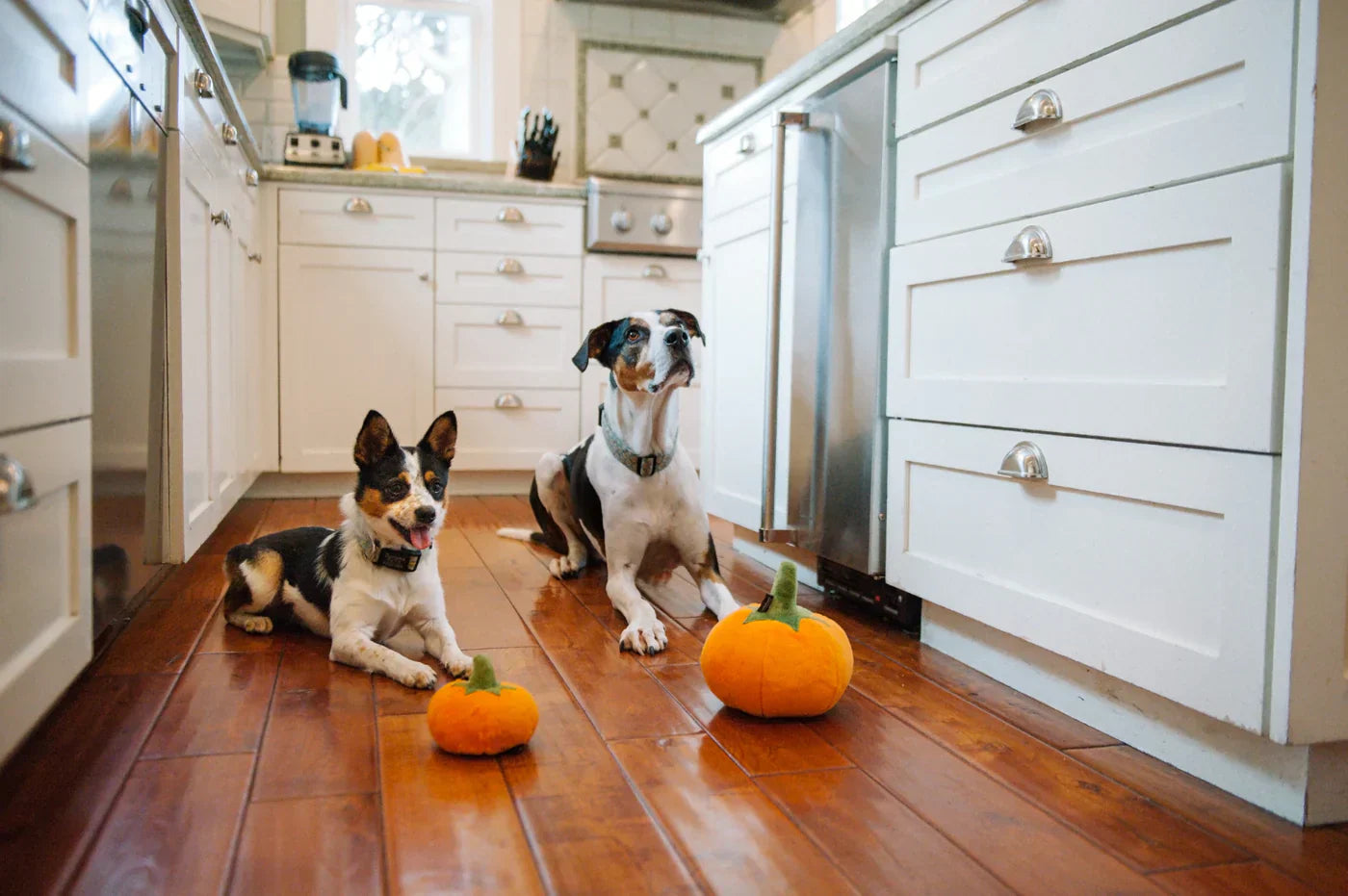 Garden Fresh (Mini) Pumpkin XS - Dog Toys