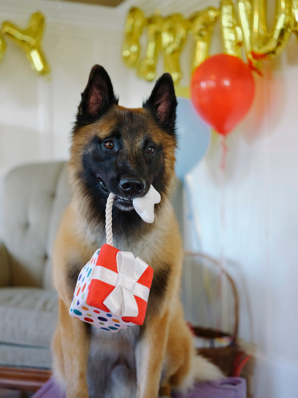 Party Time Pawfect Present Plush Dog Toy