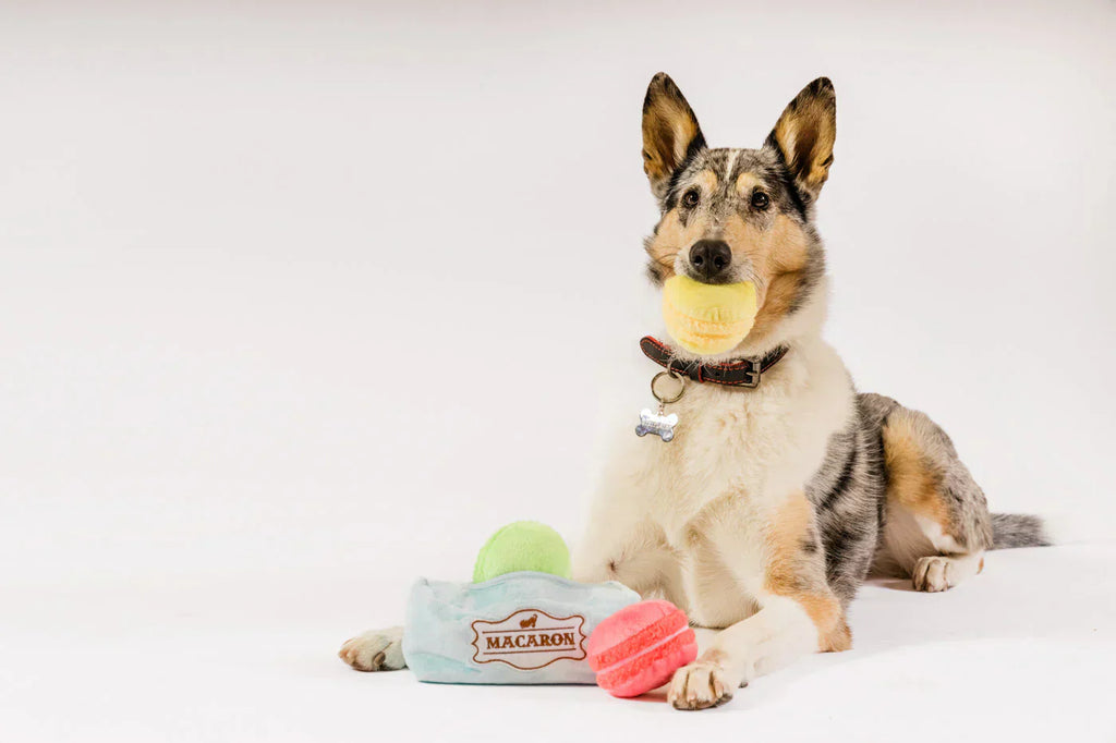 Pup Cup Cafe (Mini) Macarons XS  - Dog Toys