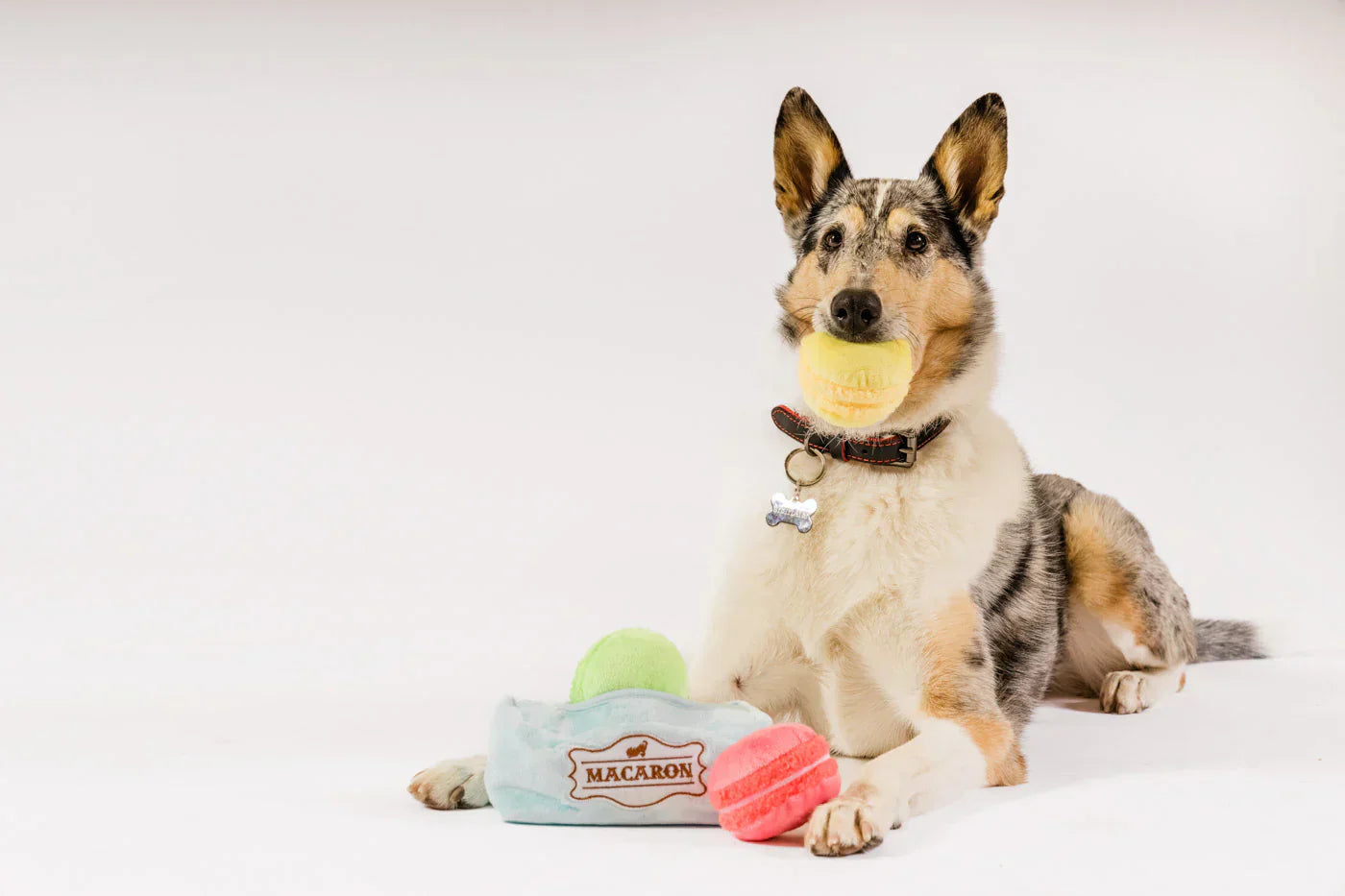 Pup Cup Cafe (Mini) Macarons XS  - Dog Toys