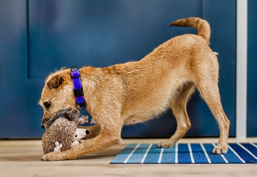 Forest Friends - Hamilton the Hedgehog