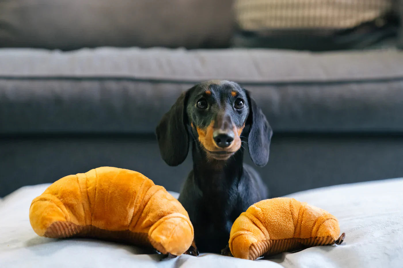 Barking Brunch (Mini Croissant XS  - Dog Toys