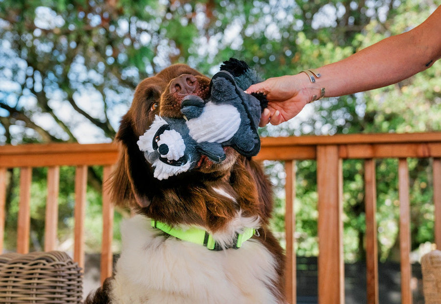 Forest Friends - Robby the Raccoon