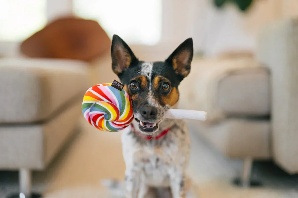 Snack Attack (Mini) Lollipop XS  - Dog Toys