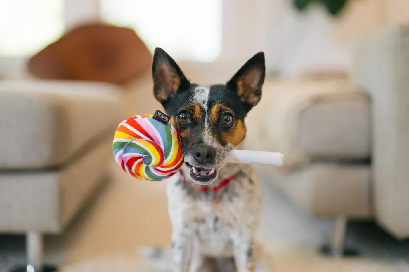 Snack Attack (Mini) Lollipop XS  - Dog Toys